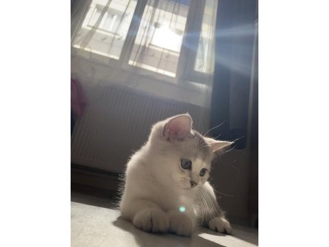Sliver yavru british shorthair kedim