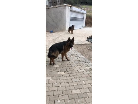 15 aylık şecereli erkek muhteşem anatomi alman kurdu