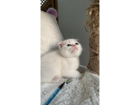 İyi huylu scottish fold