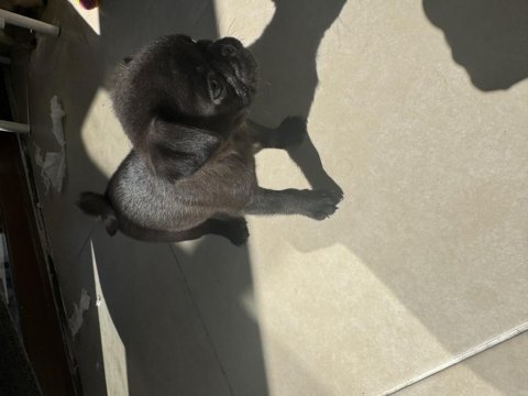 Irk garantili 2 aylık pug mops