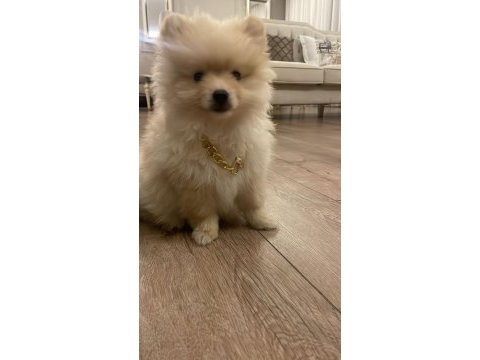 Pomeranian yakışıklı coco