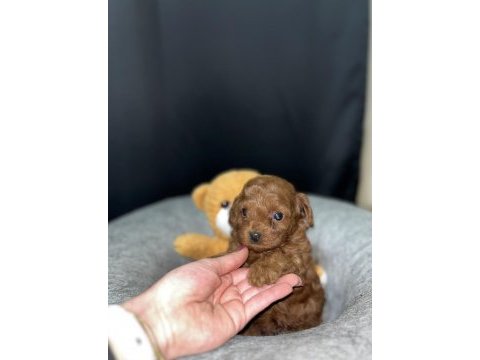 Kore poodle