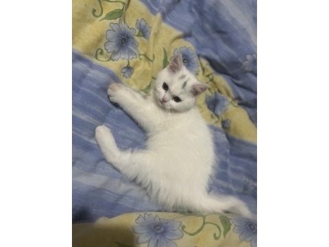 2.5 aylık erkek uygun british shorthair