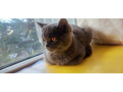 British shorthair ücretli sahiplendirilecektir