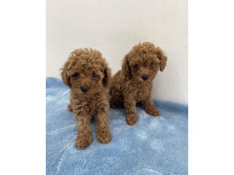 Saf ırk zarafeti poodle