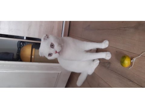 5 aylık erkek scottish fold