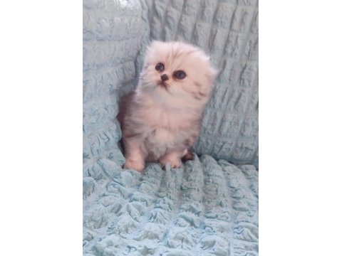 Kaliteli sağlıklı british longhair yavrular