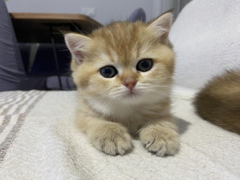 British shorthair golden