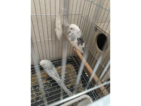 Jumbo muhabbet kuşu hazır takım