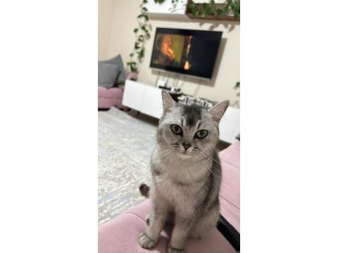 8 aylık kedimi sahiplendiriyorum