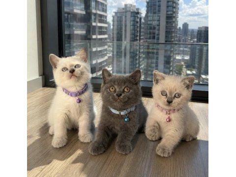 Safkan british shorthair bebekler