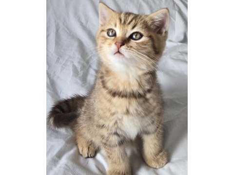Bal gibi british longhair bebekler aile arıyor