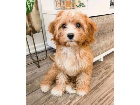 Eşsiz kalitede maltipoo yavrumuz