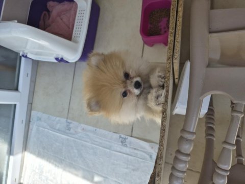 Pomeranian 2 aylık