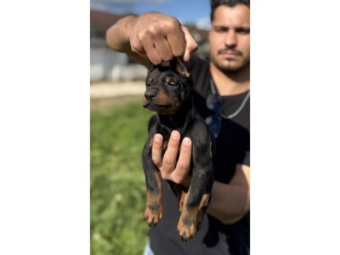 Kaliteli safkan siyah ve kızıl doberman yavruları