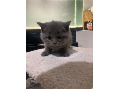 British shorthair blue point ve gri dişi yavru