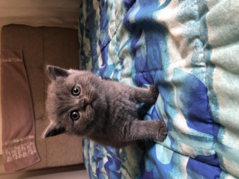 British shorthair yavru kedilerimiz