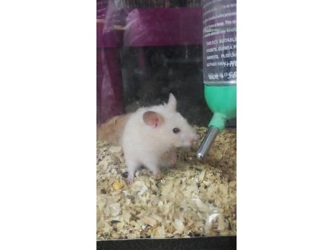 Gonzales, suriye hamster ve panda mice
