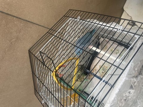 Ciklet balığı veya sarı prenses ile takas olur