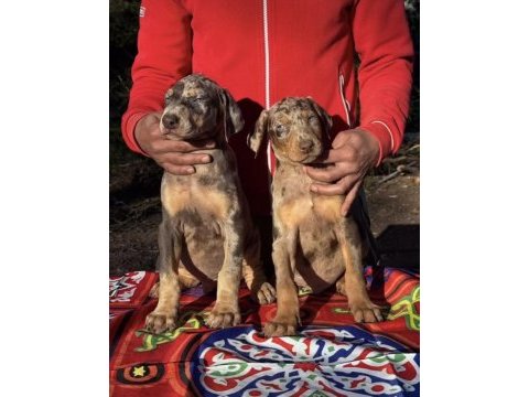 Türkiyede ilk ve tek özel renk doberman yavrular