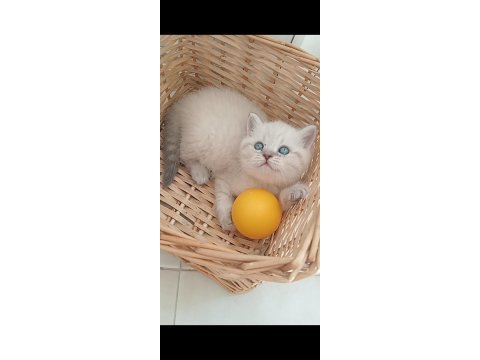 Mavi gözlü blue point yavru kediler