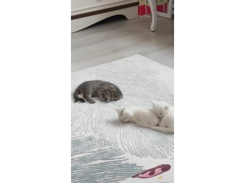 İsteyene sahiplendirilir british shorthair