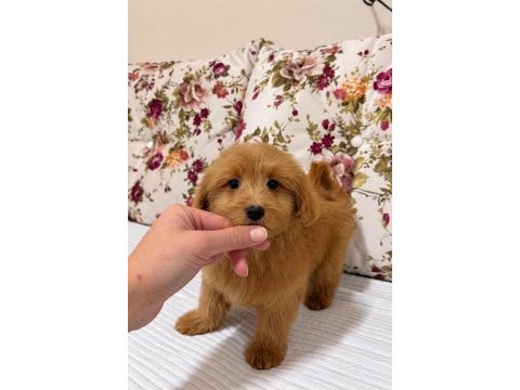 Red maltipoo biblo kızımız