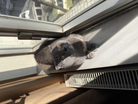 Scottish fold dişi 2 yaşında ücretsiz