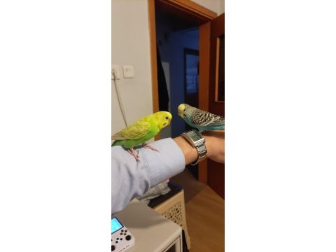 2 yarı evcil muhabbet kuşu