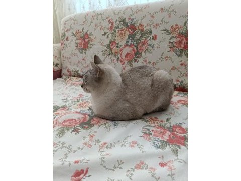 British shorthair ücretsiz sahiplendirme