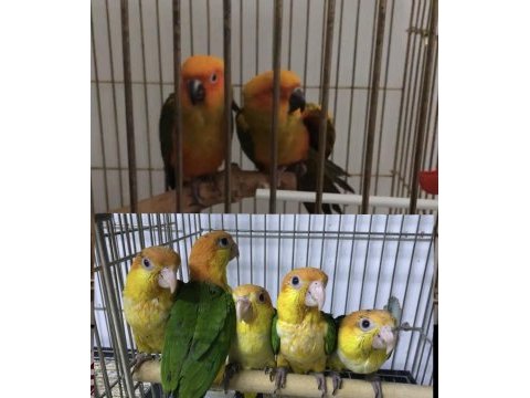 Portakal ve siyah başlı kayık papağanı