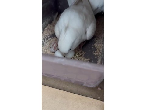 Takım albino sultan papağanı (erkek olan konuşuyor)