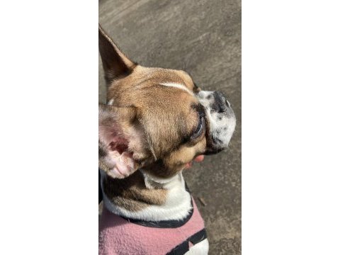 7 aylık dişi french bulldog