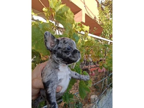 Anne altından eşsiz sağlıklı french bulldog yavrularım