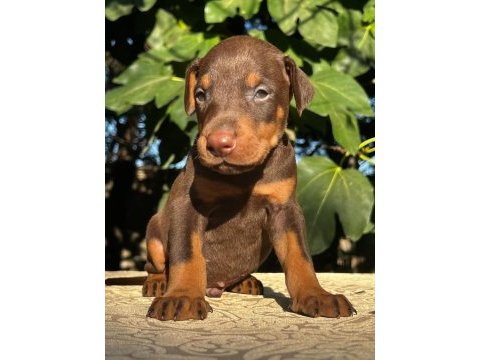 Kızıl safkan ırk garantili doberman bebeklerim