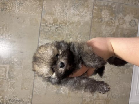 Show kalite mini boy pomeranian boo