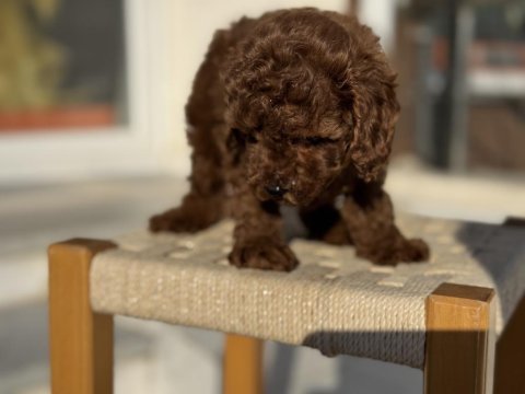 Redbrown toy poodle yavrularımız ziyarete açık