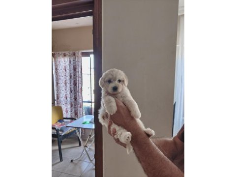 0 numara maltipoo bebeklerimiz