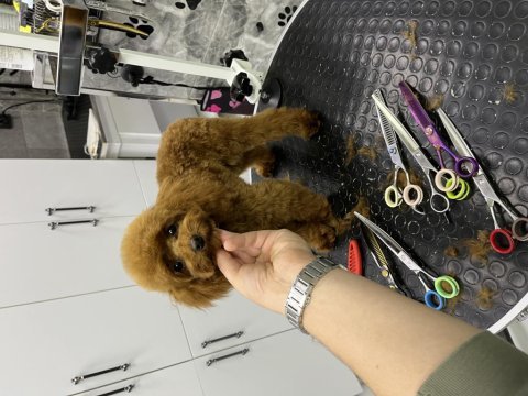 Kore kan ırk ve sağlık garantili mini erkek poodle