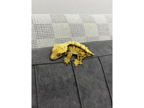 Crested gecko