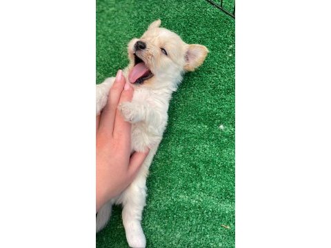 Maltese terrier uygun fiyat 6 erkek 1 dişi