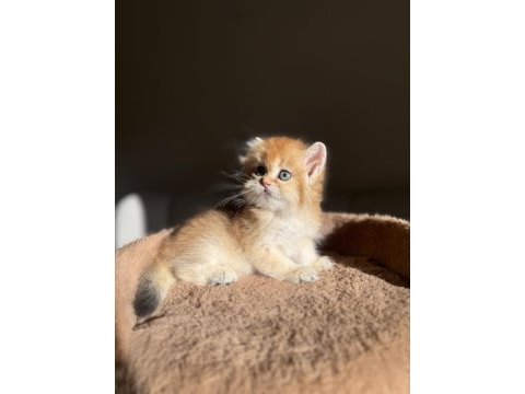 Ny11 golden mükemmel kalite british longhair kedisi