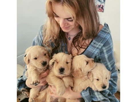 Golden retriever yavrular istenirse kapınıza teslim