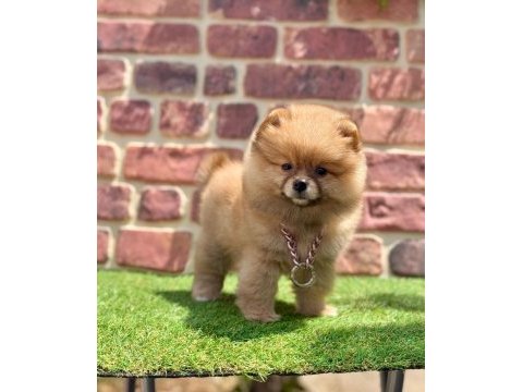 Türkiyenin en küçük köpekleri pomeranian boo
