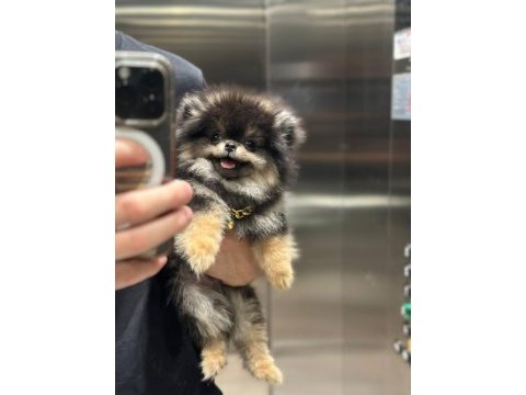 Ayı surat pomeranian boo erkek dişi