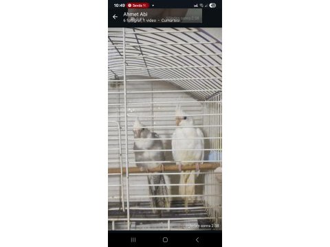 Satılık sultan papağanı albino lutino wifi