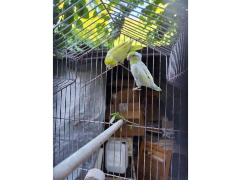 2 adet forpus papağanı