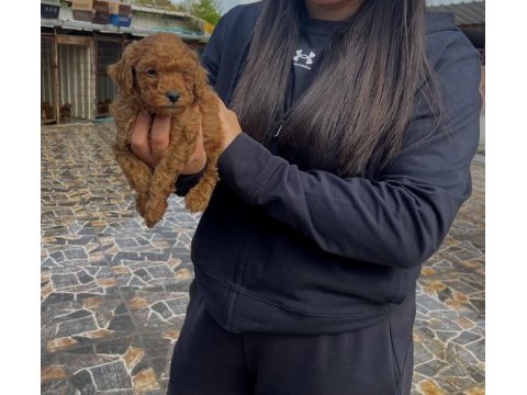 Toy poodle köpeğimiz