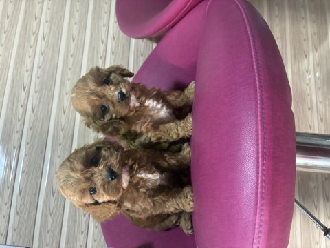 Cavapoo kavapo