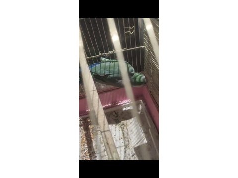 3 yaşında damızlık erkek monk